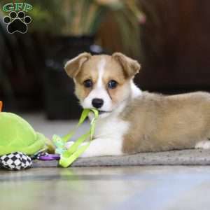 Fern, Pembroke Welsh Corgi Puppy